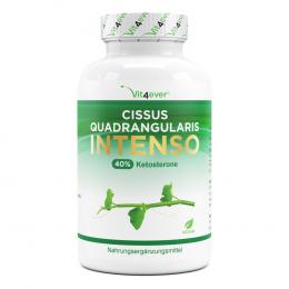 Kurzes MHD Cissus Quadrangularis Intenso - 180 Kapsel - 725 mg Extrakt - 40% Ketosterone